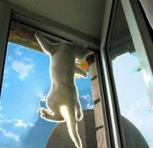 москитная сетка Антикошка Сетка на пластиковые окна Антикошка