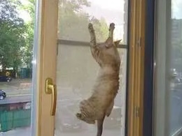 Москитная сетка Антикошка